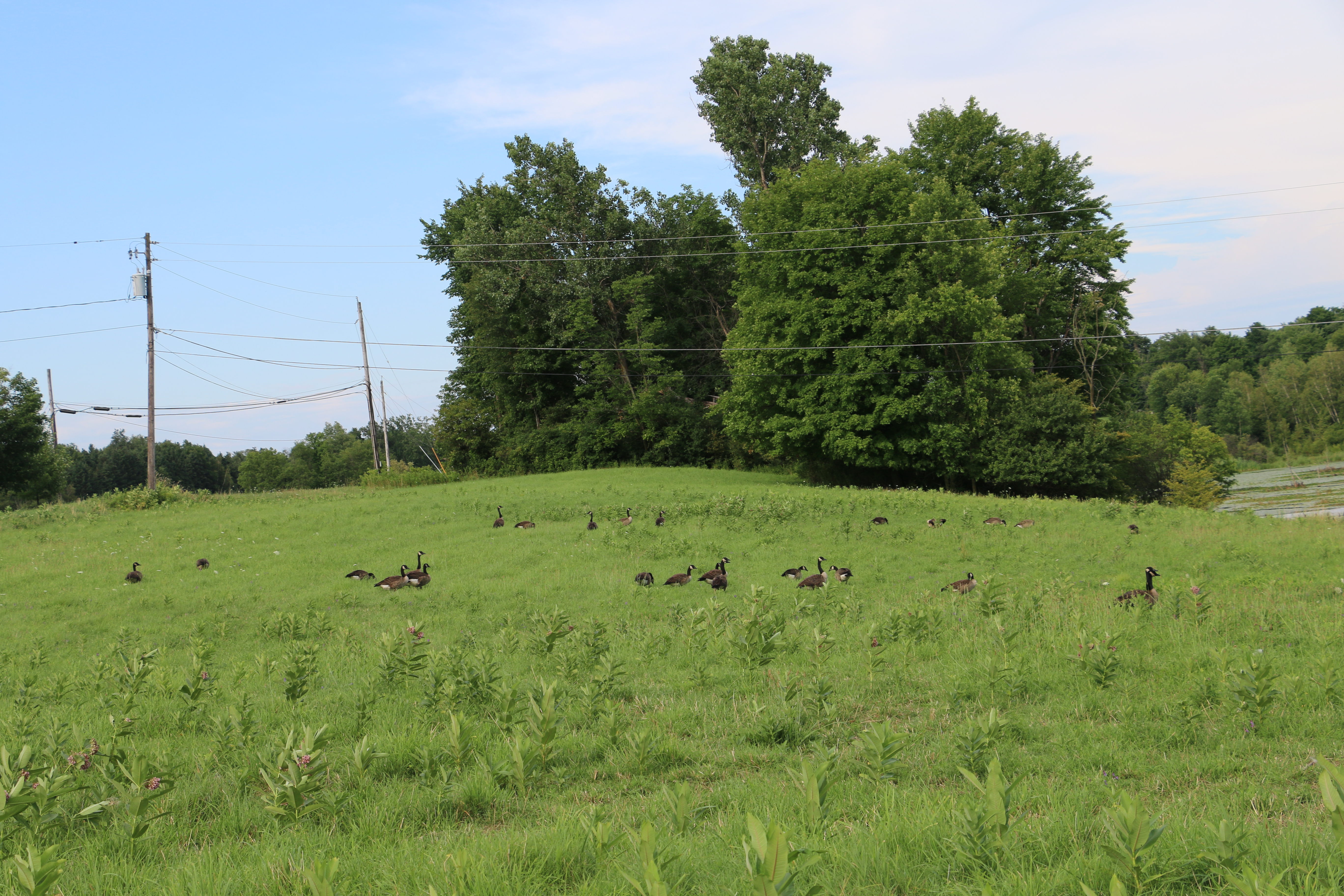 A flock of Canadian Geese in an open field, trees and telephone wires in the background