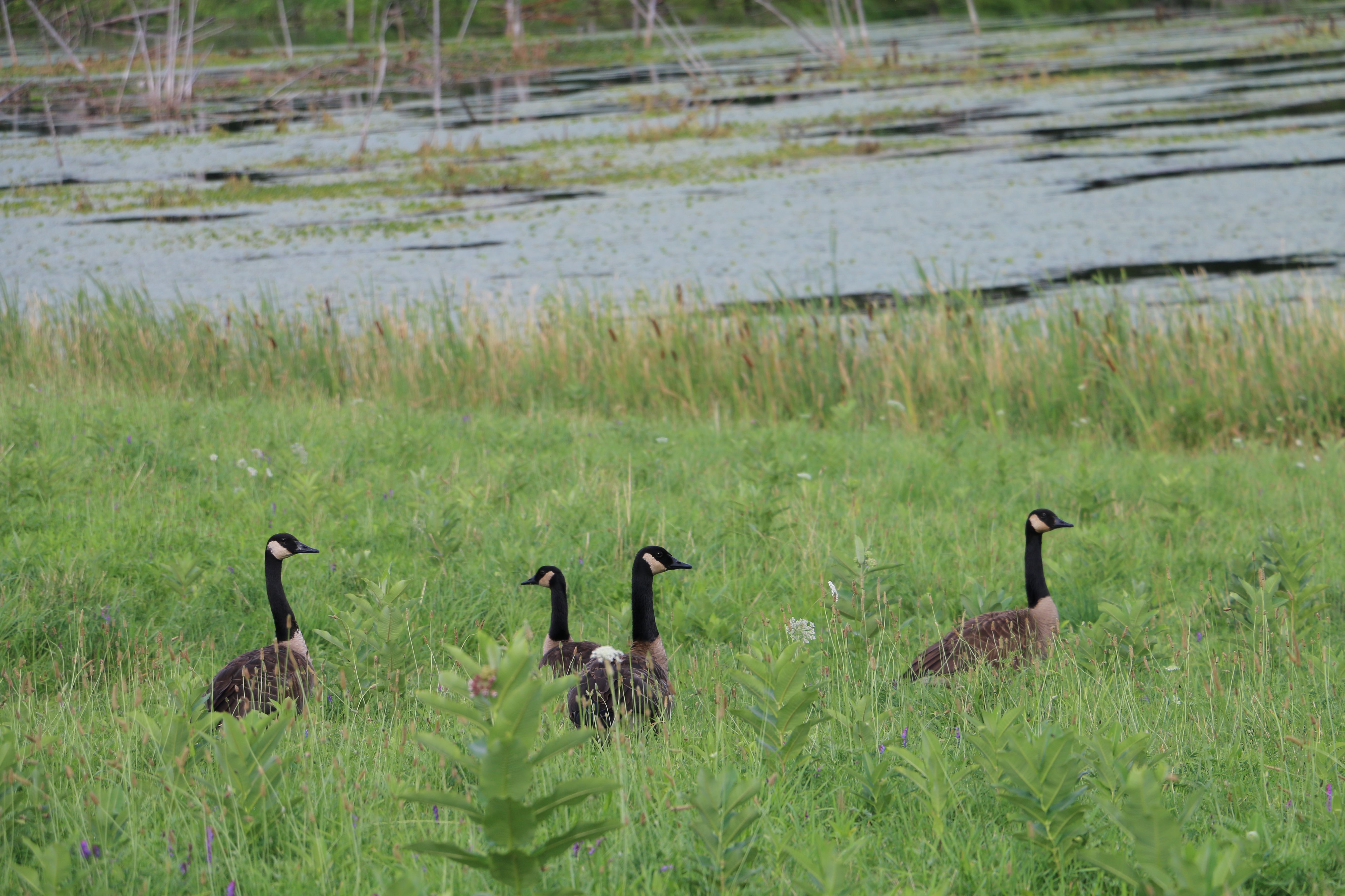 Four Canadian Geese in a field, wetland area in the background