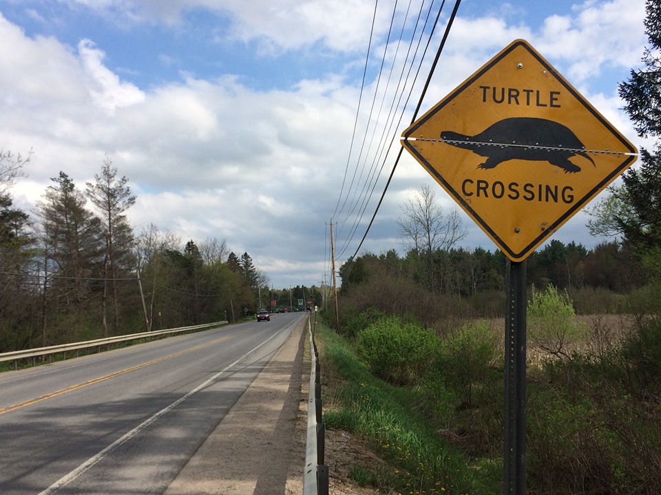 turtle crossing road sign