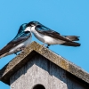 Tree Swallow pair on nest box 