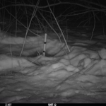 Image of coyote at night