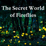 Poster with the title of blog, The Secret World of Fireflies, and the Nature Up North logo over a picture of fireflies glowing in a dark forest
