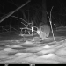 Image of raccoon at night