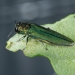 An emerald ash borer beetle on a leaf. Photo: Flickr Creative Commons, USDA emerald ash borer