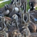 Isolated pen of goslings.