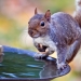 Photo: Flickr Creative Commons, Ehpien Gray Squirrel. Photo: Flickr Creative Commons, Ehpien