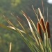 Photo: Julie Falk, flickr.com Cattails blowing in the breeze