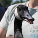 Photo: Adult goose on the way to banding, held by Emlyn Crocker of Nature Up North Adult goose held by Emlyn Crocker of Nature Up North