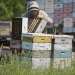 Mark Berninghausen, Beekeeper and Owner of Squeak Creek Apiaries (Photo: Christopher Lenney, Watertown Times) Photo: Christopher Lenney, Watertown Times