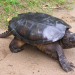 Common snapping turtle. Photo: James Gibbs. Common snapping turtle