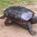 Common snapping turtle