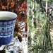 Homemade tea from eastern white pine needles. Photo: Isabella de Buy Wenniger Homemade white pine tea