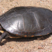 Painted turtle. Photo: James Gibbs. Painted turtle.