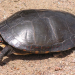 Painted turtle.