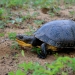Blanding's turtle. Photo: Rebecca Cruz Blanding's Turtle