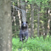 Black bear photographed outside Parishville, NY (submitted to natureupnorth.org by Carla Jean LaFave) Black bear photographed in Colton, NY