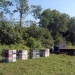 A few of Mark's beehives (Photo submitted by Mark Berninghausen) Beehives