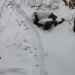 Otter slide tracks in snow