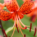 Lida Rose, Flickr Creative Commons non-native species of lily known as tiger lily